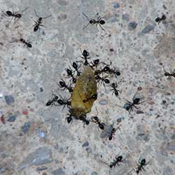 ant treatment