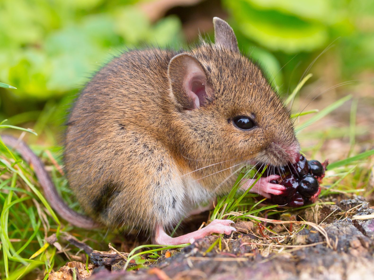 Do Mice Eat Carpet