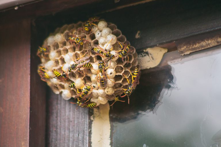 5 Ways To Keep Yellow Jackets Away From Your House