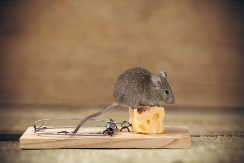Tips on Keeping Mice Out of Your Home This Fall