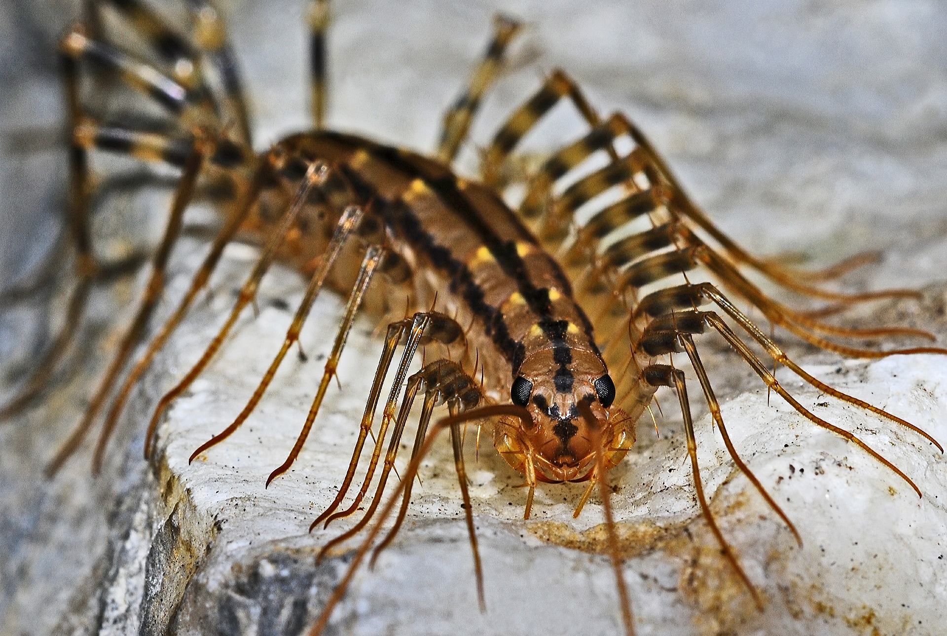 house millipede bite