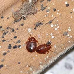 Bed Bug Treatment