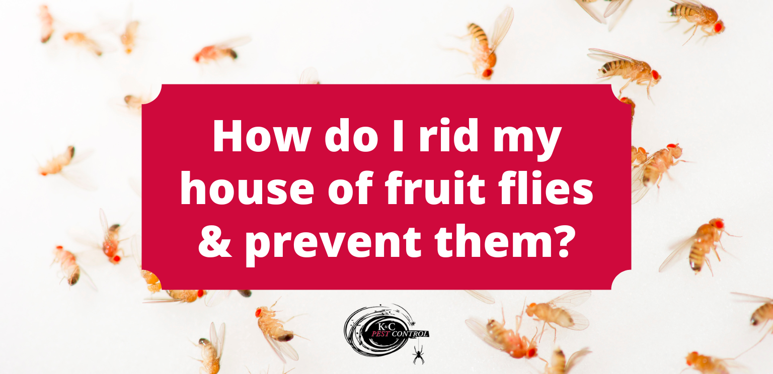 https://kandcpestcontrol.com/wp-content/uploads/2022/06/How-Do-I-Rid-My-House-of-Fruit-Flies-and-Prevent-Them.png