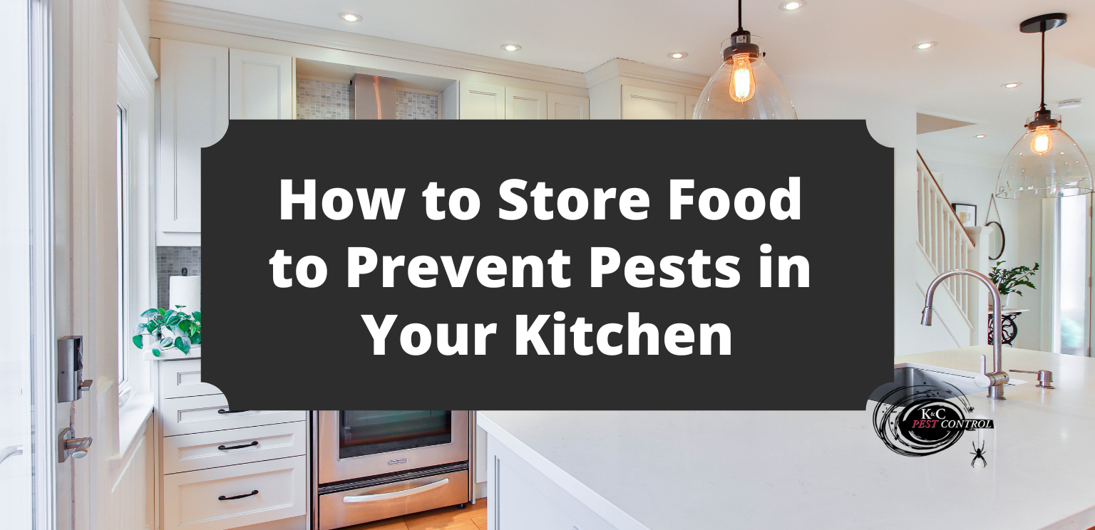 Proper Food Storage Tips to Prevent Pests