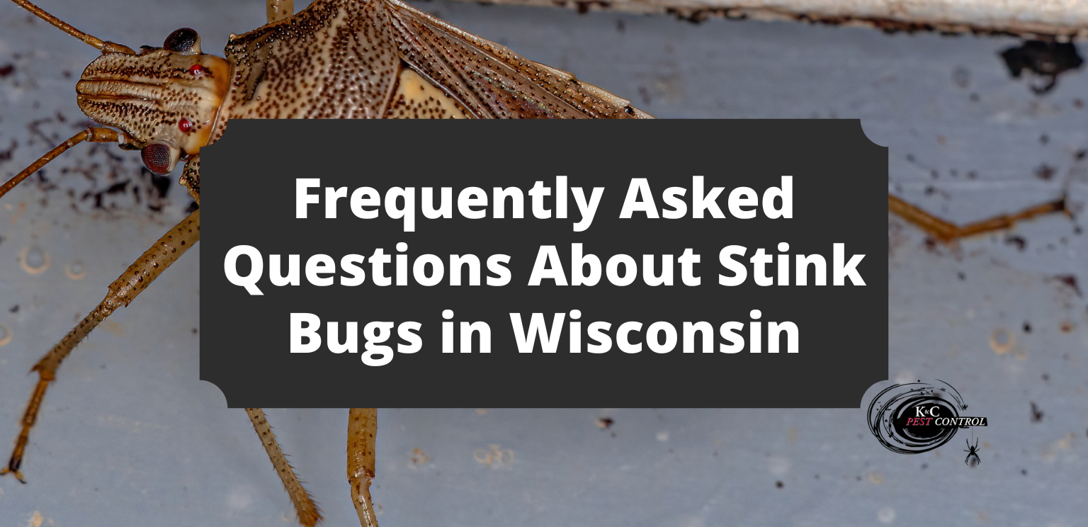 Frequently Asked Questions About Stink Bugs In Wisconsin 1 1 