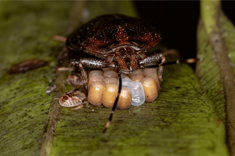 Frequently Asked Questions About Stink Bugs In Wisconsin Kandc Pest Control 0860