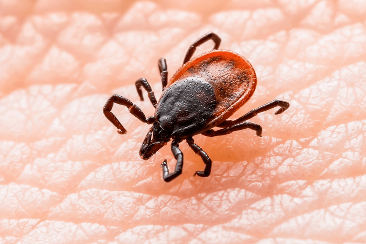 Babesiosis and Deer Ticks in Wisconsin - K&C Pest Control